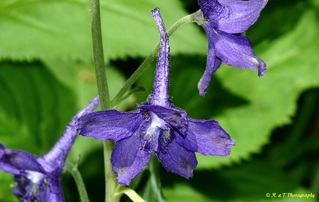 {Delphinium tricorne}